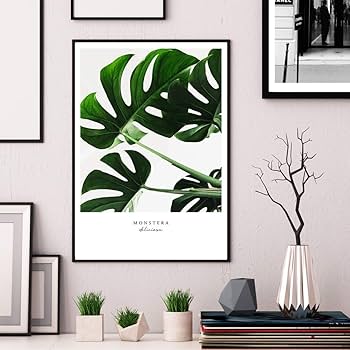 モンステラのポスター Amazon.co.jp: モンステラ 熱帯植物 キャンバス絵画 アート